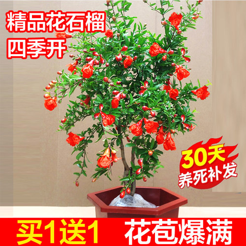 花石榴春夏秋阳台客厅庭院花卉