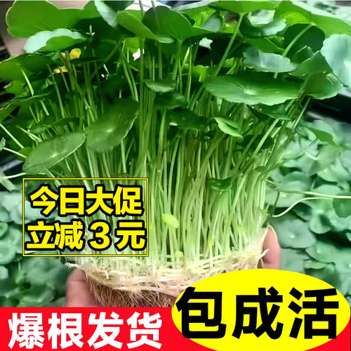 带叶铜钱草水培植物办公室内盆栽