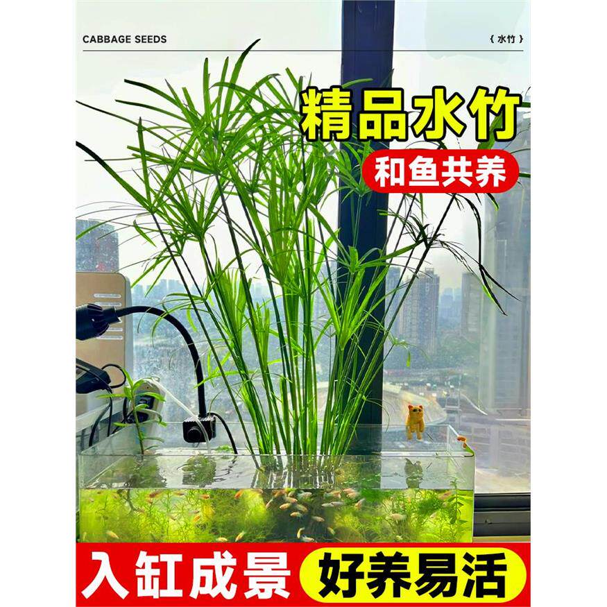 水竹水培植物旱伞草鱼缸造景净化水质水草水生植物鱼池塘龟缸绿植
