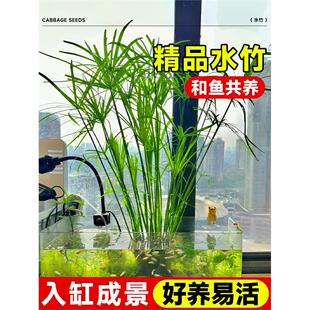 水竹水培植物旱伞草鱼缸造景净化水质水草水生植物鱼池塘龟缸绿植