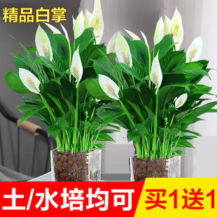 白掌一帆风顺盆栽水培植物办公室内好养花卉绿植绿萝箩喜阴四季 青