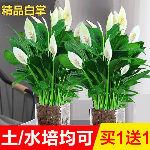 白掌一帆风顺盆栽室内水培绿植