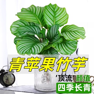 青苹果翠叶孔雀竹芋绿植盆栽四季常青室内办公桌好养喜阴净化空气