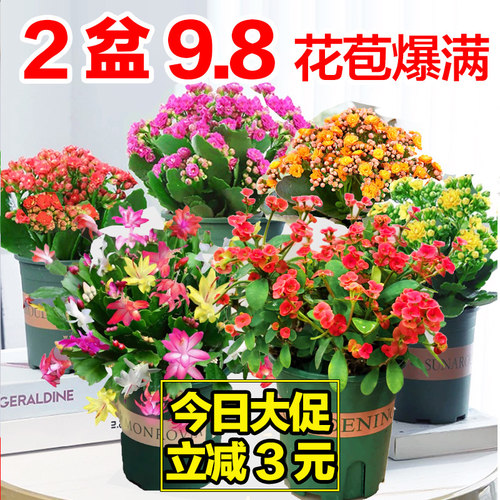 绿植桌面蟹爪兰虎刺梅长寿花盆栽