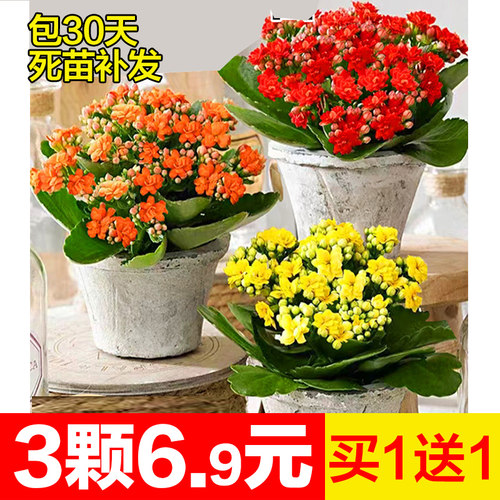 绿植桌面蟹爪兰虎刺梅长寿花盆栽