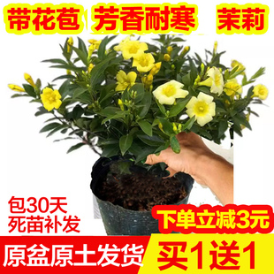 法国香水茉莉花盆栽带花苞耐寒阳台庭院客厅盆栽冬季开花浓香花卉