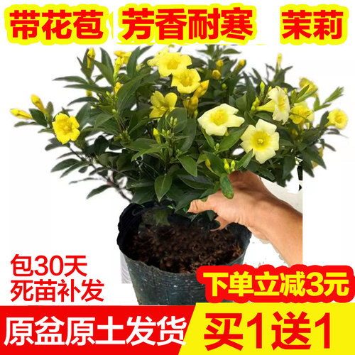 法国香水茉莉花室内外芳香花耐寒