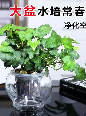 常春藤绿萝水培植物花卉盆栽发财树吊兰芦荟盆栽室内净化空气植物