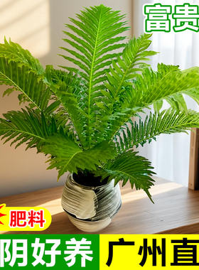绿植肾波斯顿盆栽叶甲醛大叶外观富贵蕨室内蕨类植物蕨桌面客厅吸