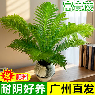 绿植肾波斯顿盆栽叶甲醛大叶外观富贵蕨室内蕨类植物蕨桌面客厅吸