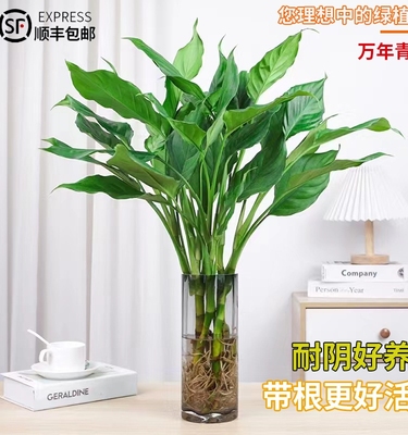 水培植物万年青盆栽室内桌面盆栽富贵竹卧室客厅净化空气好养植物