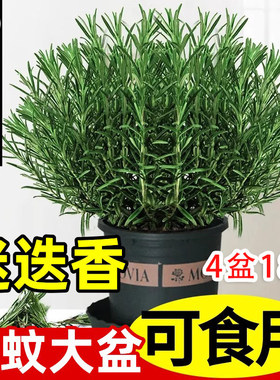 迷迭香盆栽可食用新鲜大株百里香牛排用烘培蛋糕装饰香草驱蚊绿植