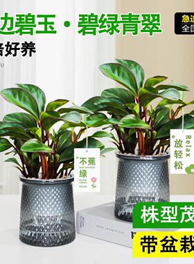 紫边碧玉盆栽四季常绿小绿植室内办公室好养净化空气花卉碧玉美人