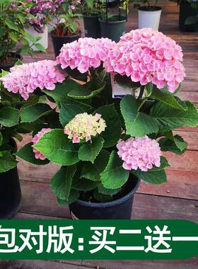 绣球花苗盆栽无尽夏带花苞四季开花卉好养室内阳台庭院绿植物易活