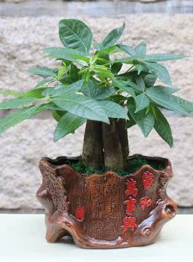 发财树盆栽 室内办公室四季常青 桌面植物 组合发财树带盆