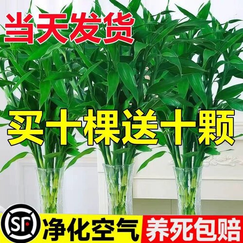 富贵竹水培植物客厅招财花卉绿植室内盆栽观音竹带根转运竹发财竹
