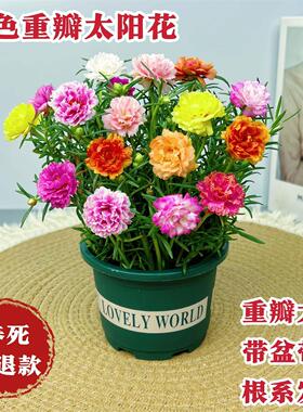 重瓣太阳花苗带根带盆栽苗多色阳台开花植物带花苞混色室内庭院