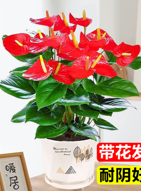 红掌盆栽带花鸿运当头客厅花卉绿植盆景室内好养四季开花水培植物