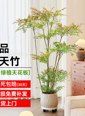 南天竹盆栽客厅绿植室内老桩办公室禄植大型植物落地式真花好养