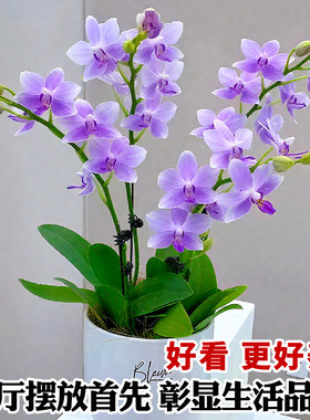 蝴蝶兰盆栽带花苞紫星耐寒花卉绿植物室内高档兰花苗四季好养易活