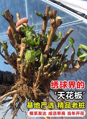 绣球花苗老桩大苗四季开花阳台带花无尽夏庭院耐寒树苗盆栽植物卉