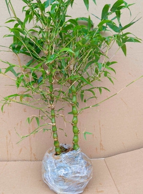 观赏竹子佛肚竹盆景米竹罗汉竹状如佛肚室内植物盆栽庭院种植趣味