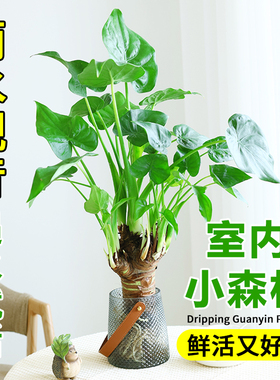 千手滴水观音水培植物老桩室内盆栽办公室桌面客厅千佛手观叶绿植