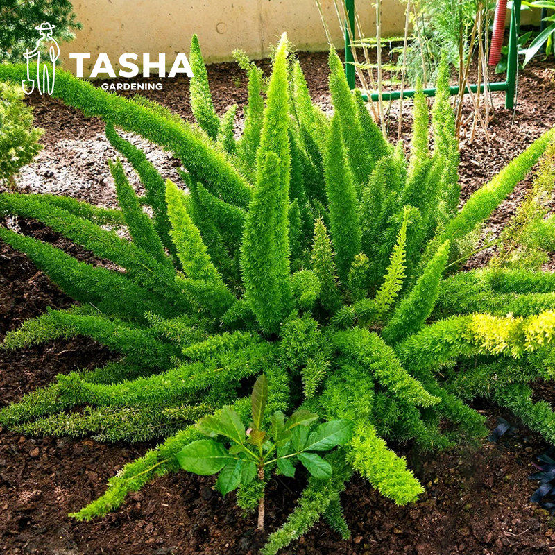 狐尾天门冬室内观赏绿植好养易活室内阳台绿植盆栽,家居饰品,桌面摆件,淘宝优惠券,粉丝福利购,淘宝优惠卷