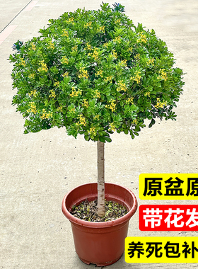 盆栽香水绿植驱蚊阳台浓香老桩兰花米花卉独杆树苗室内棒棒糖庭院