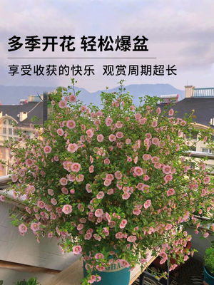 小木槿花卉盆栽棒棒糖耐寒耐热庭院室内阳台四季开花好养植物大全