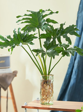 龙鳞春羽水培植物盆栽室内绿植老桩大型四季懒人好养活耐阴龟背竹