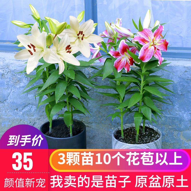 香水百合花盆栽带花苞四季百合花苗室内鲜花绿植好养植物香味浓郁