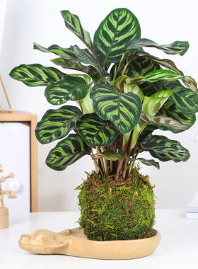 水培植物飞羽青苹果竹芋室内翠叶孔雀苔藓球绿植北欧风吸甲醛盆栽