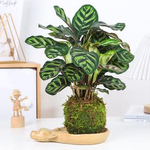 水培植物飞羽青苹果竹芋室内翠叶孔雀苔藓球绿植北欧风吸甲醛盆栽