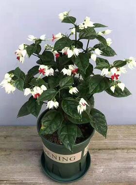 龙吐珠花带花阳台盆栽可爬藤花卉植物室内四季开花吸甲醛鲜花易活