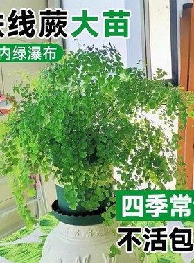 铁线蕨绿植盆栽客厅吸甲醛绿植凤尾蕨铁丝草室内耐阴狼尾蕨类植物