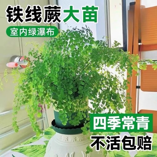 铁线蕨绿植盆栽客厅吸甲醛绿植凤尾蕨铁丝草室内耐阴狼尾蕨类植物 - 封面