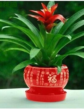 包邮鸿运当头盆景室内植物红花卉盆栽绿植凤梨阳台办公客厅