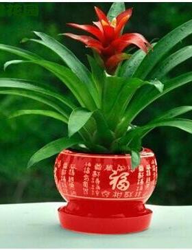 鸿运当头盆栽好养阳台美观