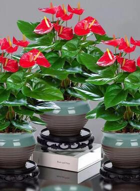 红掌白掌室内花卉绿植盆栽水培植物好养四季开花净化空气带花鲜花