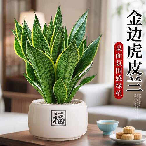 金边虎皮兰盆栽办公室绿植室内净化空气招财懒人好养植物四季常青