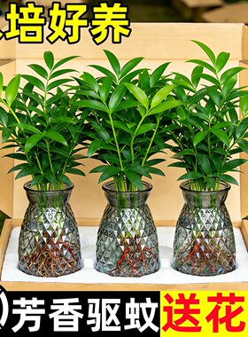 特大棵驱蚊竹柏水培植物室内水养盆栽树苗客厅办公室内桌面小绿植