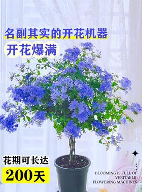 蓝雪花盆栽耐热好养植物阳台庭院爬藤盆栽花卉带花苞四季好养开花