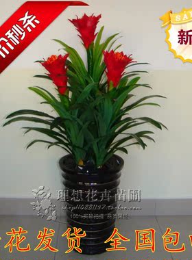 鸿运当头盆栽绿植室内大盆栽凤梨花小红星带盆栽好发货