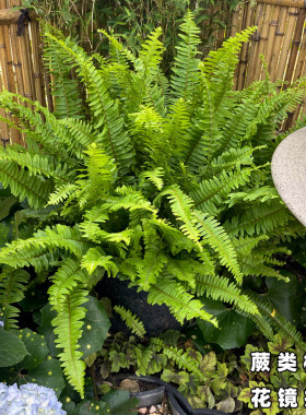 肾蕨盆栽蕨类植物波士顿室内鸟巢富贵彩虹蕨耐阴四季常青花镜植物