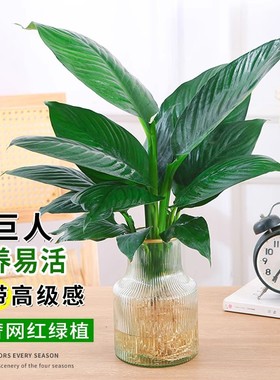 绿巨人水培植物盆栽万年青水养绿植玛丽安室内桌面花卉四季好养活