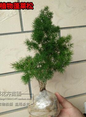 蓬莱松盆栽盆景苗 植物长青室内植物 花语长寿又称旺来松