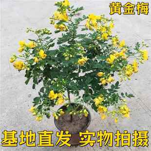 黄金梅盆栽木本植物花园多年生花卉露天室外开花带花苞庭院耐寒
