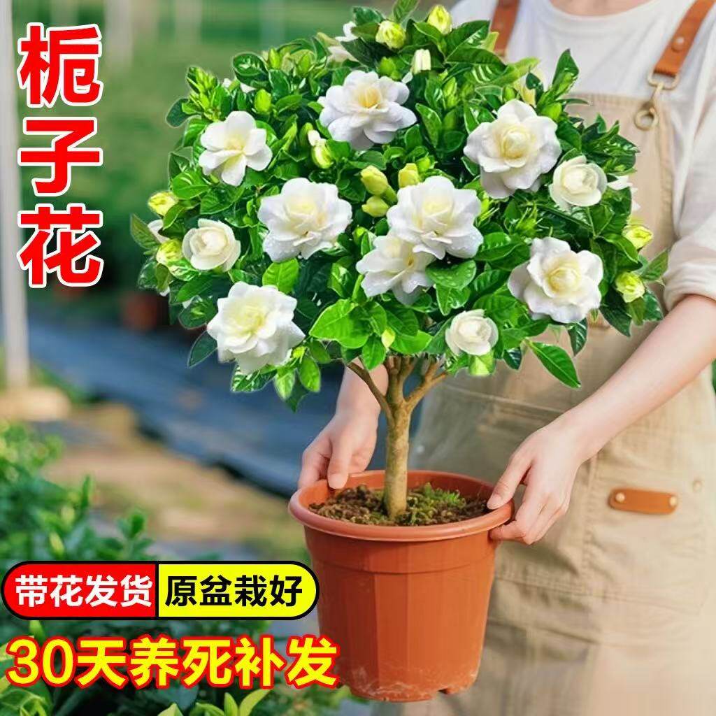 独杆棒棒糖牡丹栀子花盆栽花卉植物室内阳台花卉浓香型树苗好养