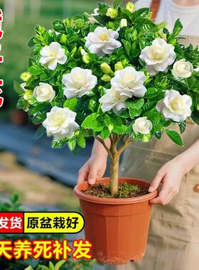 独杆棒棒糖牡丹栀子花盆栽花卉植物室内阳台花卉浓香型树苗好养